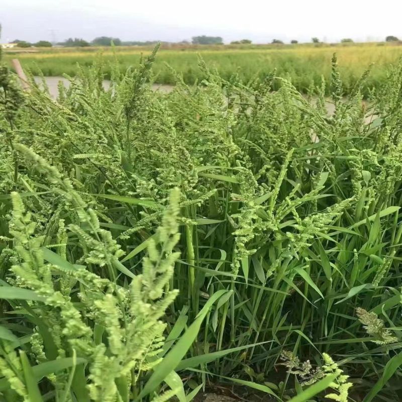 菵草种子耐寒水草冬季水稗草菵米优良饲料食用养鱼养虾棒棒草