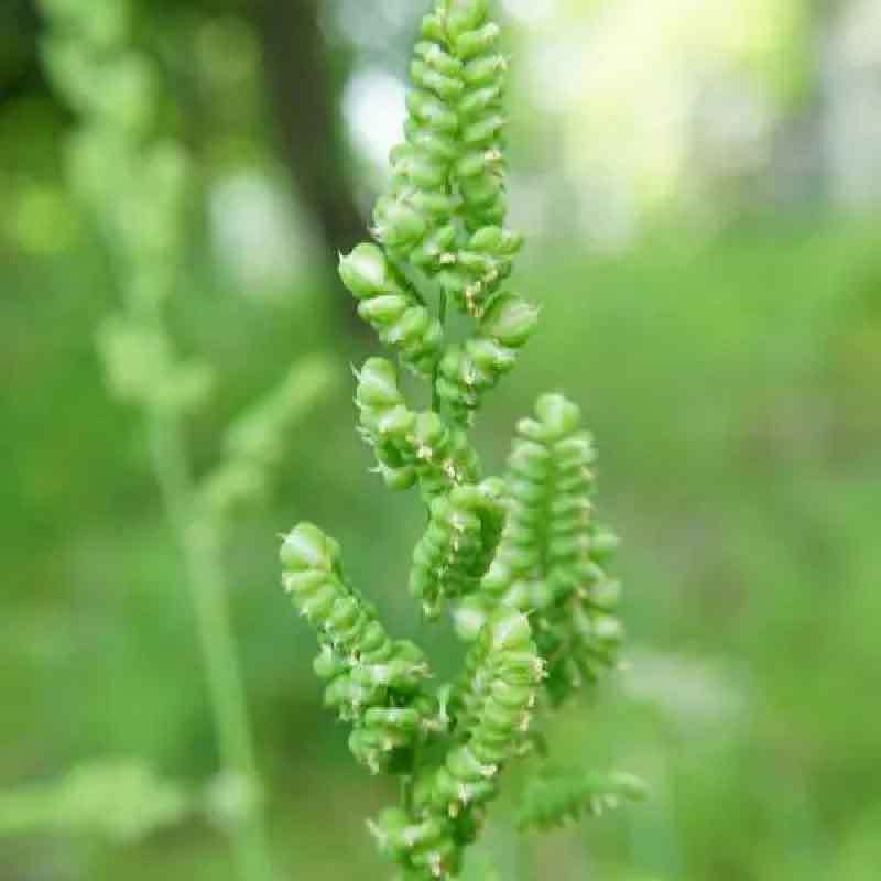 菵草种子耐寒水草冬季水稗草菵米优良饲料食用养鱼养虾棒棒草