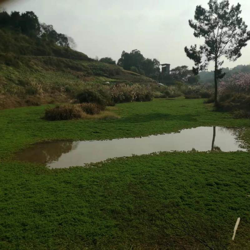 巴南区60亩虾塘转让，一共四口塘，水质好