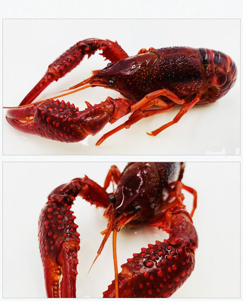冷冻煮小龙虾