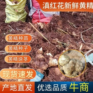 黄精（滇红花新鲜黄精块茎）黄精家族中的贵族高产王甜黄精