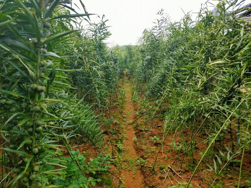 甜黄精产地直发老虎姜鸡头参黄鸡菜常年批发有货，各种规格齐全