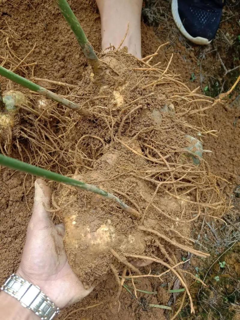 甜黄精产地直发老虎姜鸡头参黄鸡菜常年批发有货，各种规格齐全
