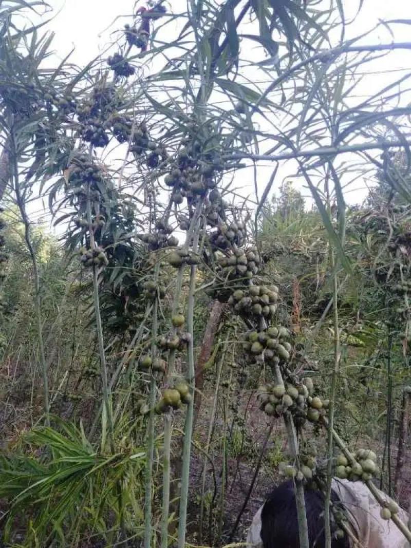 甜黄精产地直发老虎姜鸡头参黄鸡菜常年批发有货，各种规格齐全