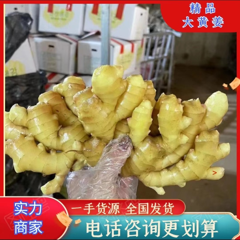 山东优选大黄姜大量供应【全国发货坏烂包赔】质量保证