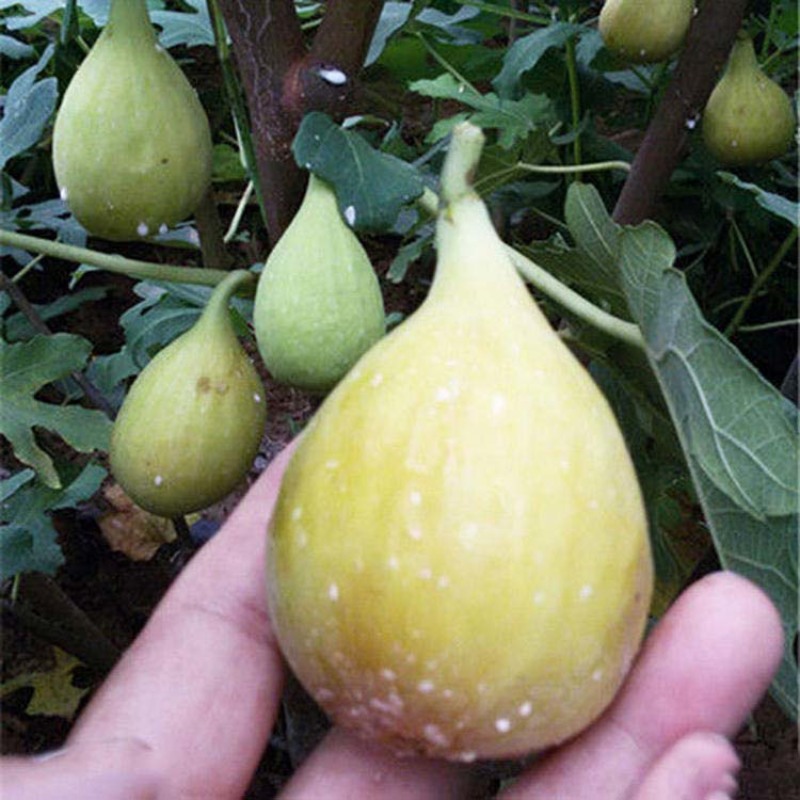 芭劳奈无花果苗嫁接果苗丰产性好果子香甜现挖现发