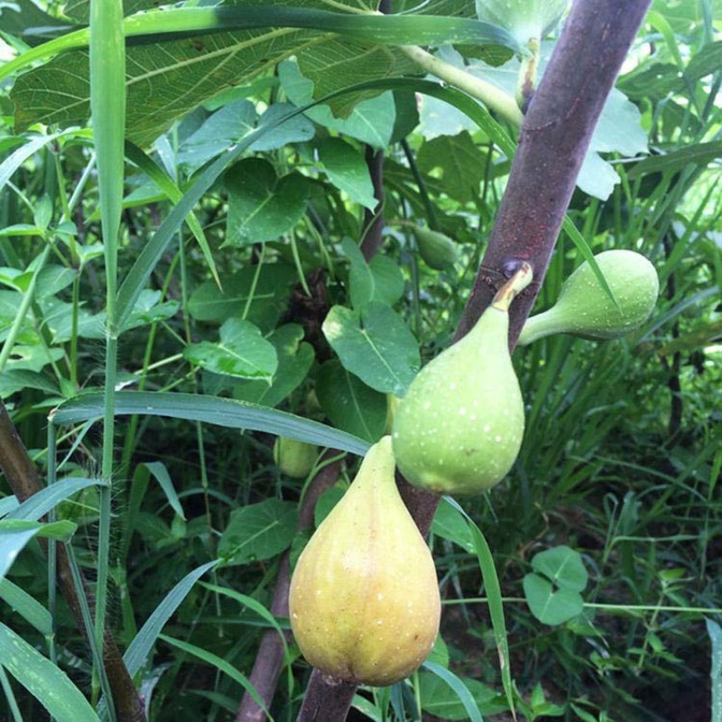 芭劳奈无花果苗嫁接果苗丰产性好果子香甜现挖现发