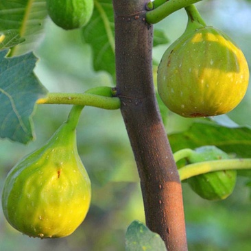 芭劳奈无花果苗嫁接果苗丰产性好果子香甜现挖现发