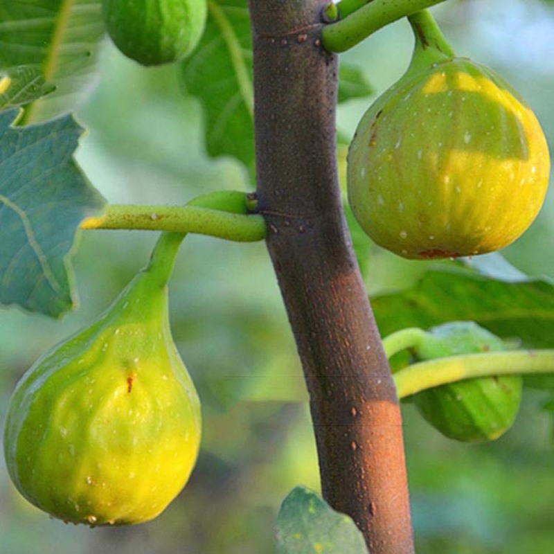 芭劳奈无花果苗嫁接果苗丰产性好果子香甜现挖现发