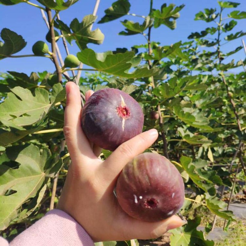 波姬红无花果苗嫁接果苗丰产性好果子味甜现挖现发