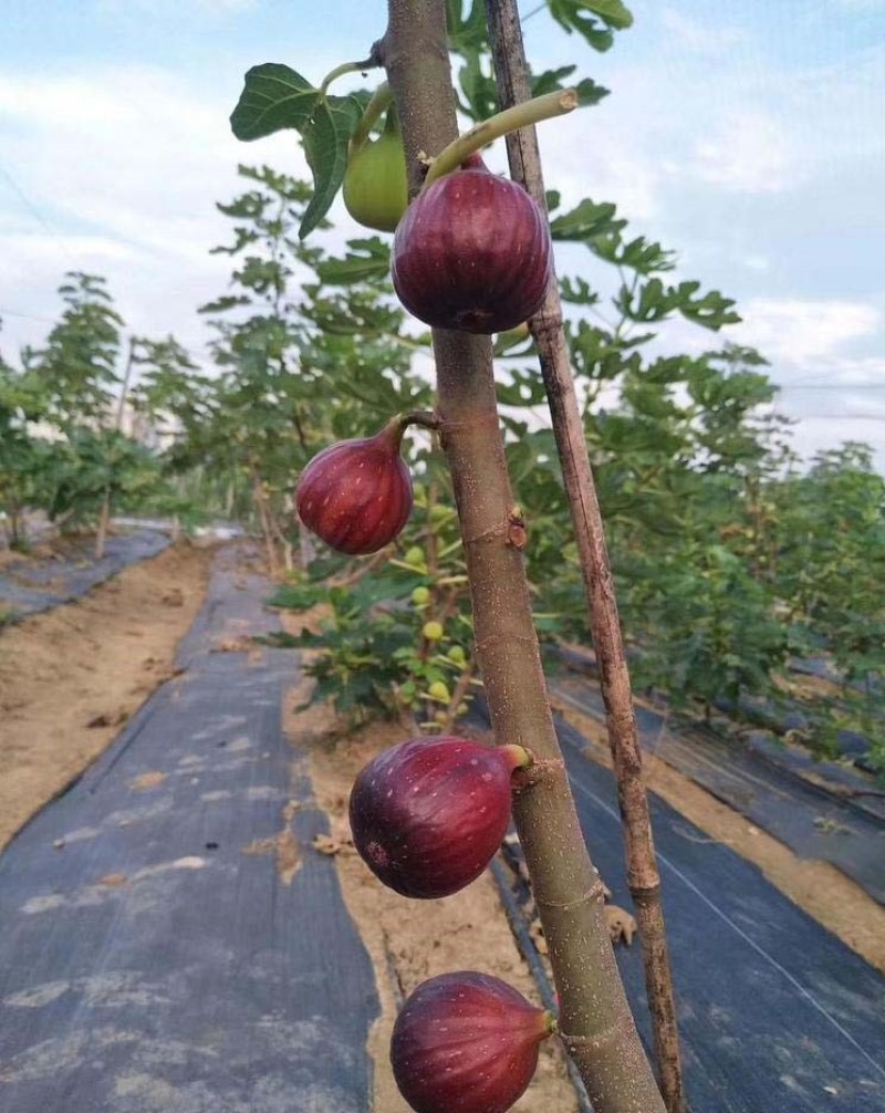 波姬红无花果苗嫁接果苗丰产性好果子味甜现挖现发