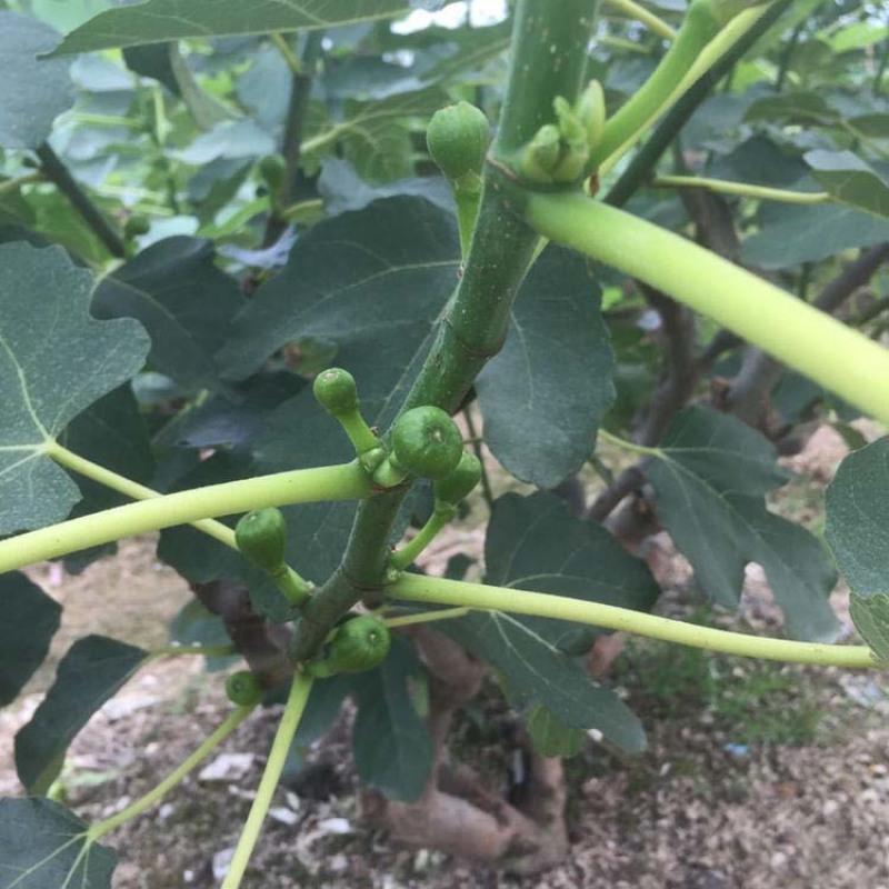 波姬红无花果苗嫁接果苗丰产性好果子味甜现挖现发