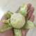 布兰瑞克无花果优质品种死苗补发成活率高果实美味