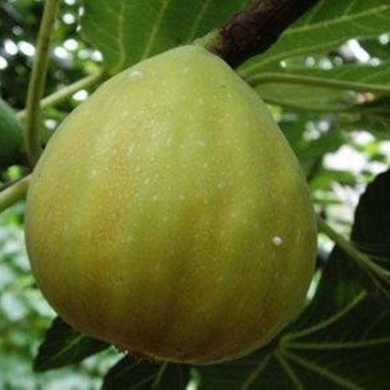 金傲芬无花果苗嫁接果苗丰产性好果大味甜现挖现发