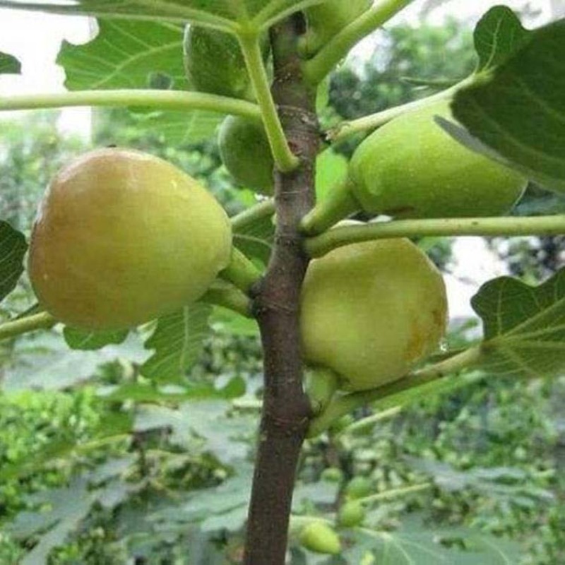 金傲芬无花果苗嫁接果苗丰产性好果大味甜现挖现发