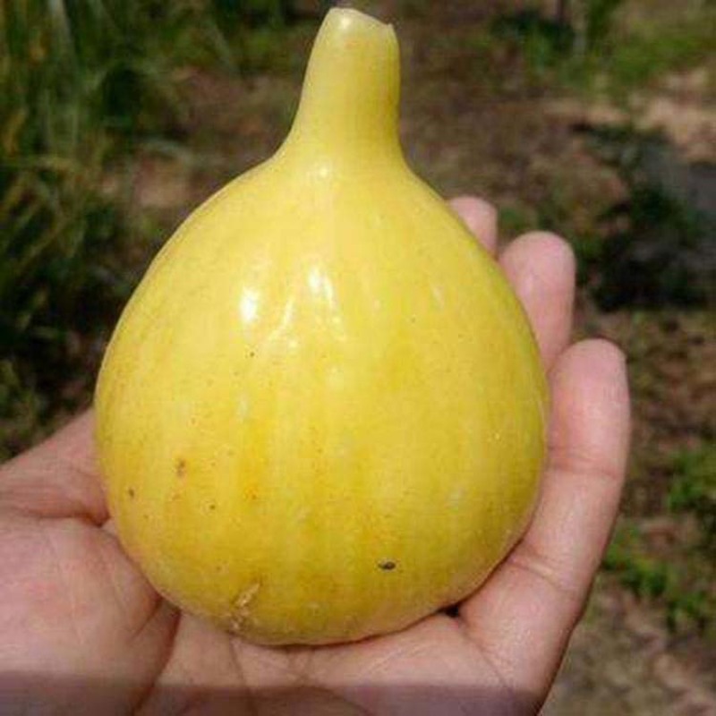 金傲芬无花果苗嫁接果苗丰产性好果大味甜现挖现发