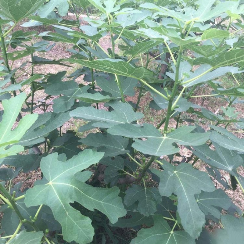 金傲芬无花果苗嫁接果苗丰产性好果大味甜现挖现发
