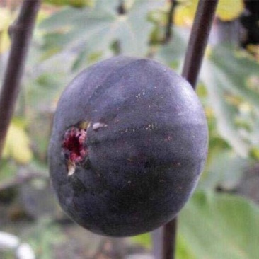 日本紫果苗无花果嫁接果苗果脆味甜现挖现发