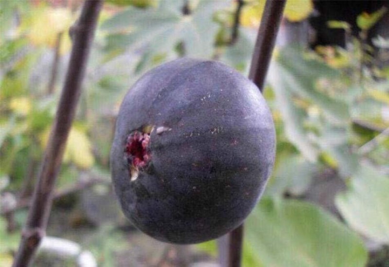 日本紫果苗无花果嫁接果苗果脆味甜现挖现发
