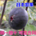 日本紫果苗无花果嫁接果苗果脆味甜现挖现发