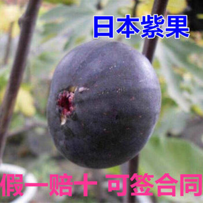 日本紫果苗无花果嫁接果苗果脆味甜现挖现发