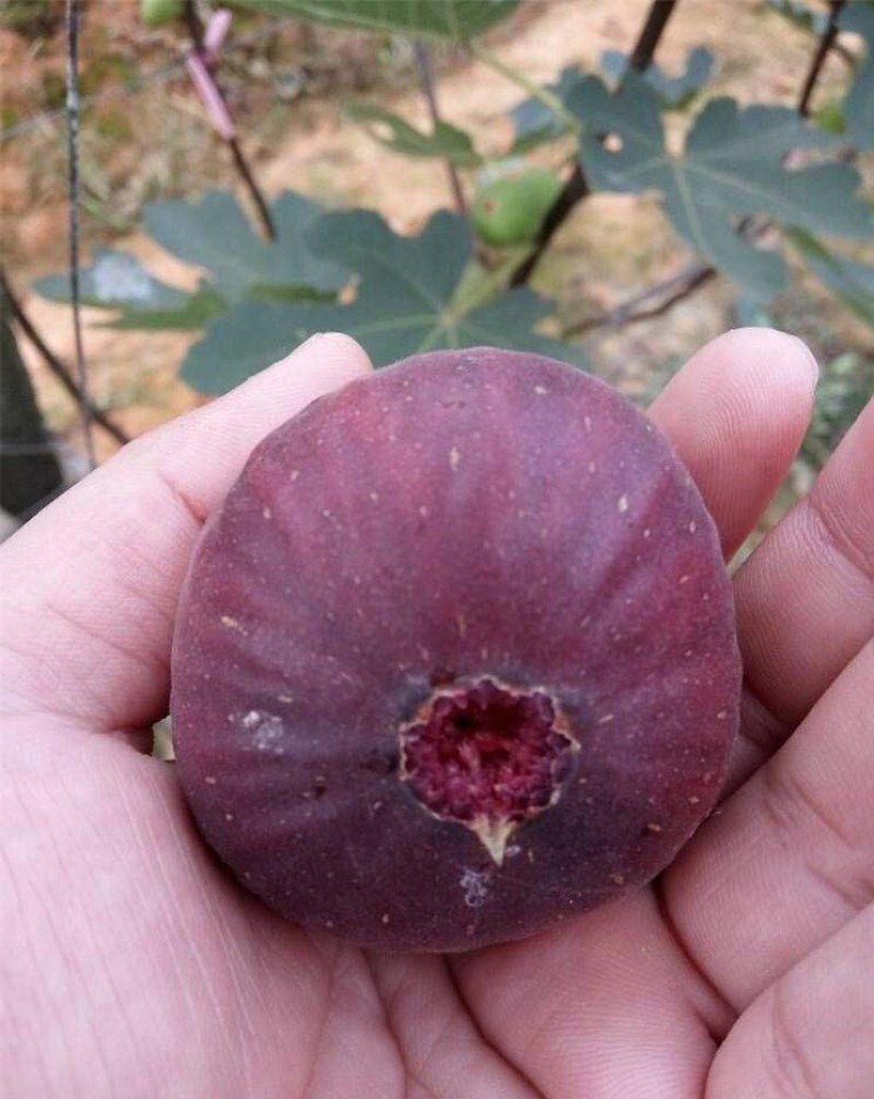 日本紫果苗无花果嫁接果苗果脆味甜现挖现发