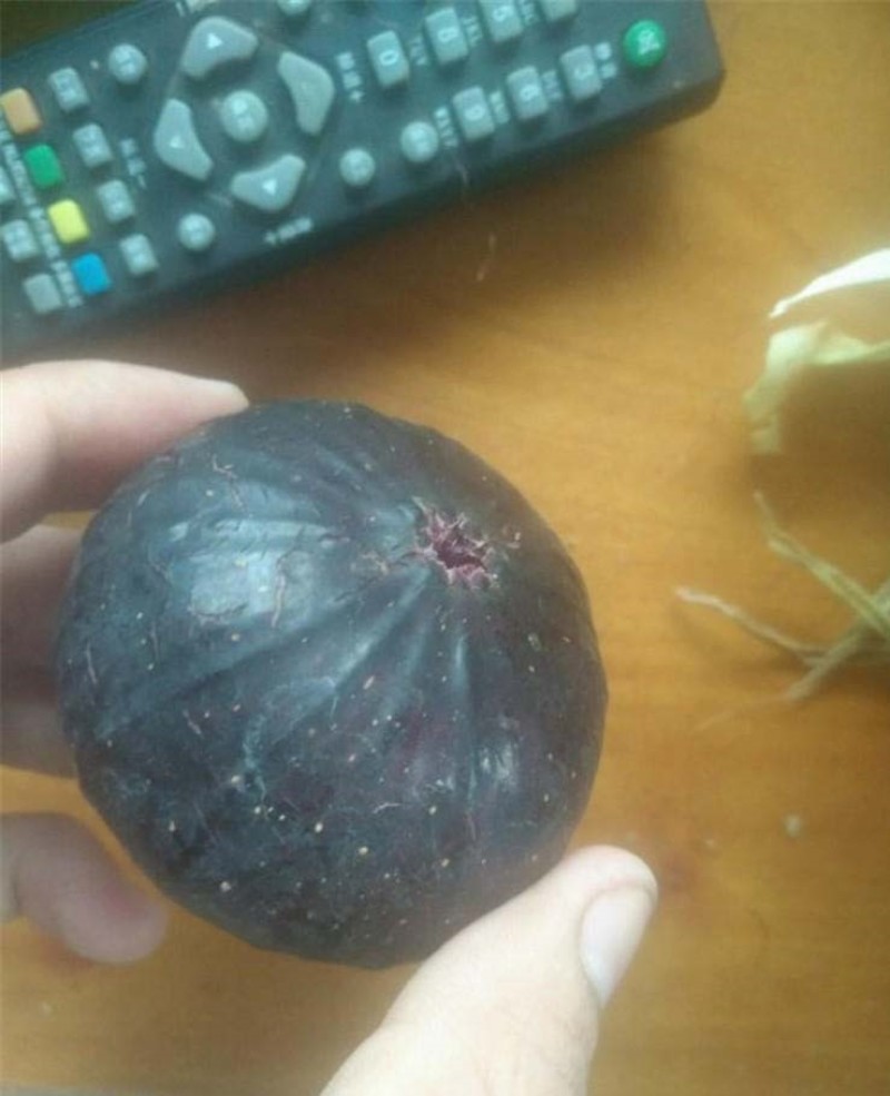 日本紫果苗无花果嫁接果苗果脆味甜现挖现发