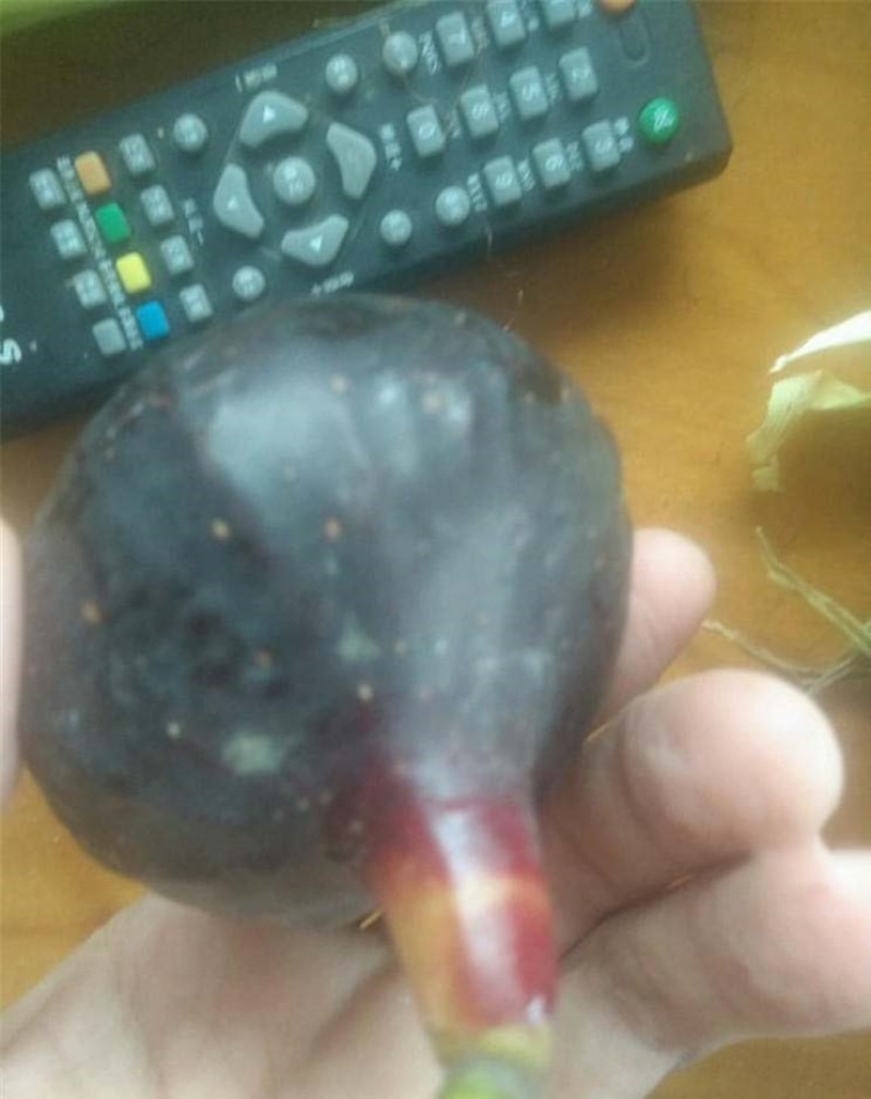 日本紫果苗无花果嫁接果苗果脆味甜现挖现发