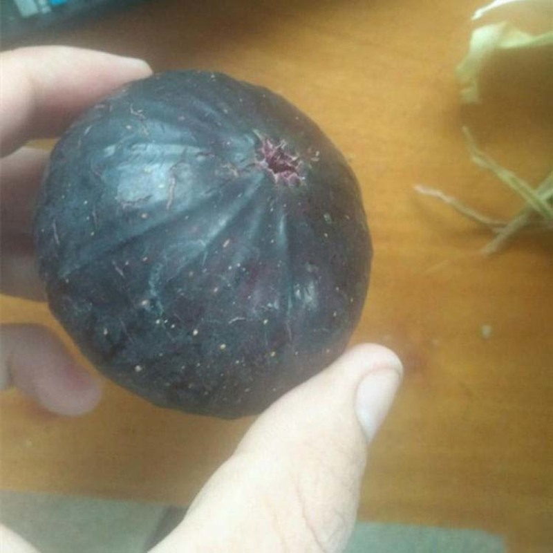 日本紫果苗无花果嫁接果苗果脆味甜现挖现发