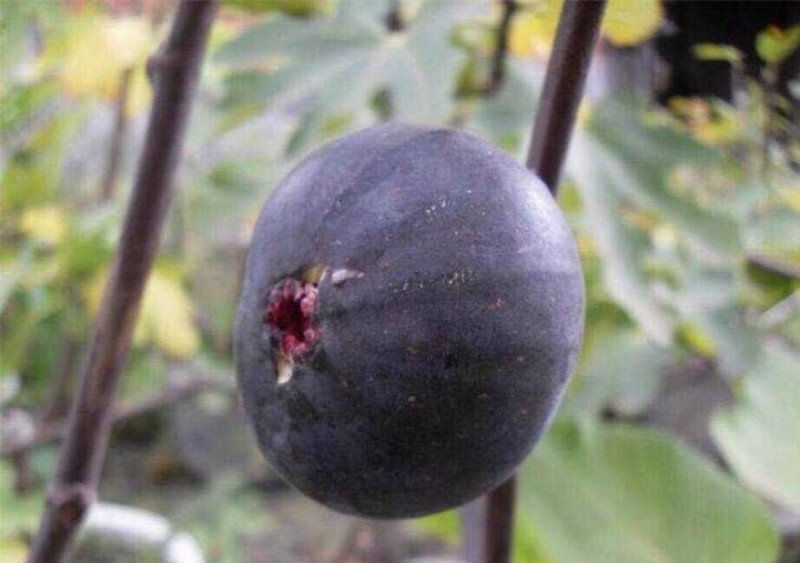 日本紫果苗无花果嫁接果苗果脆味甜现挖现发