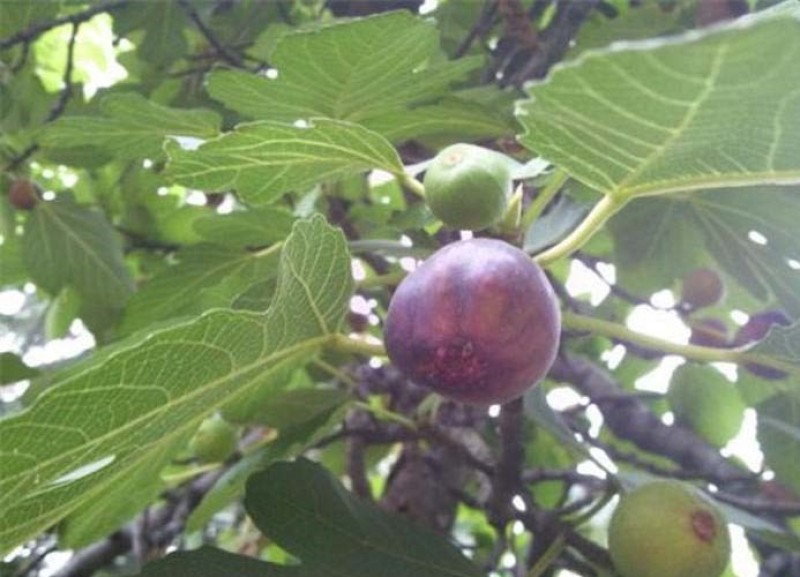 日本紫果苗无花果嫁接果苗果脆味甜现挖现发