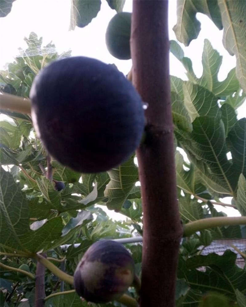 日本紫果苗无花果嫁接果苗果脆味甜现挖现发