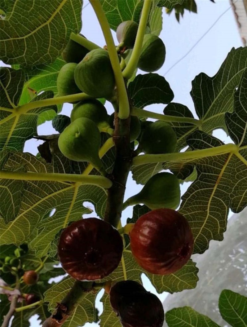紫色波尔多无花果苗嫁接果苗丰产性好现挖现发