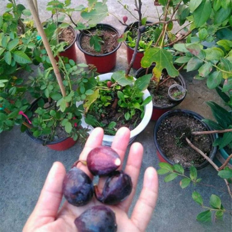 紫色波尔多无花果苗嫁接果苗丰产性好现挖现发