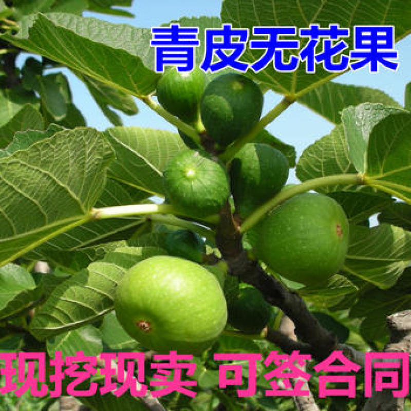 青皮无花果嫁接苗丰产性好果大味甜现挖现发