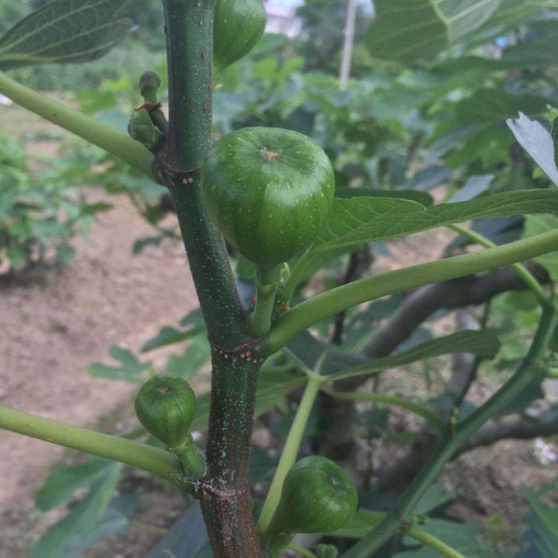 青皮无花果嫁接苗丰产性好果大味甜现挖现发