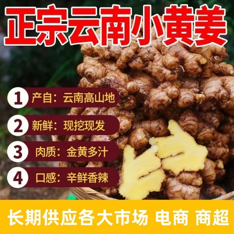 【云南小黄姜】生姜辛辣十足长期供应各大市场电商商超