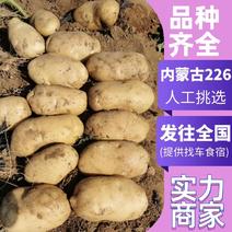 内蒙古土豆226大土豆现挖现发货源稳定诚信经营价格公道