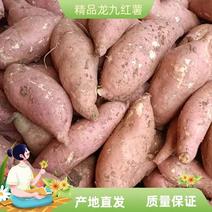 湖北宜城西瓜红，龙九，红薯，大量市场货，品种齐全需要