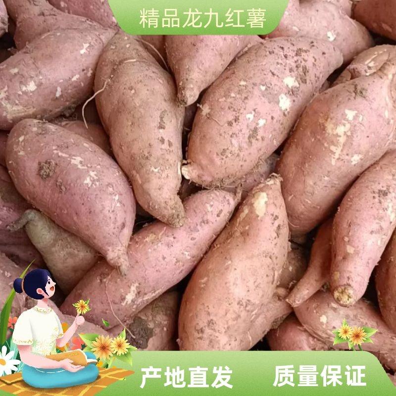 湖北宜城西瓜红，龙九，红薯，大量市场货，品种齐全需要联系