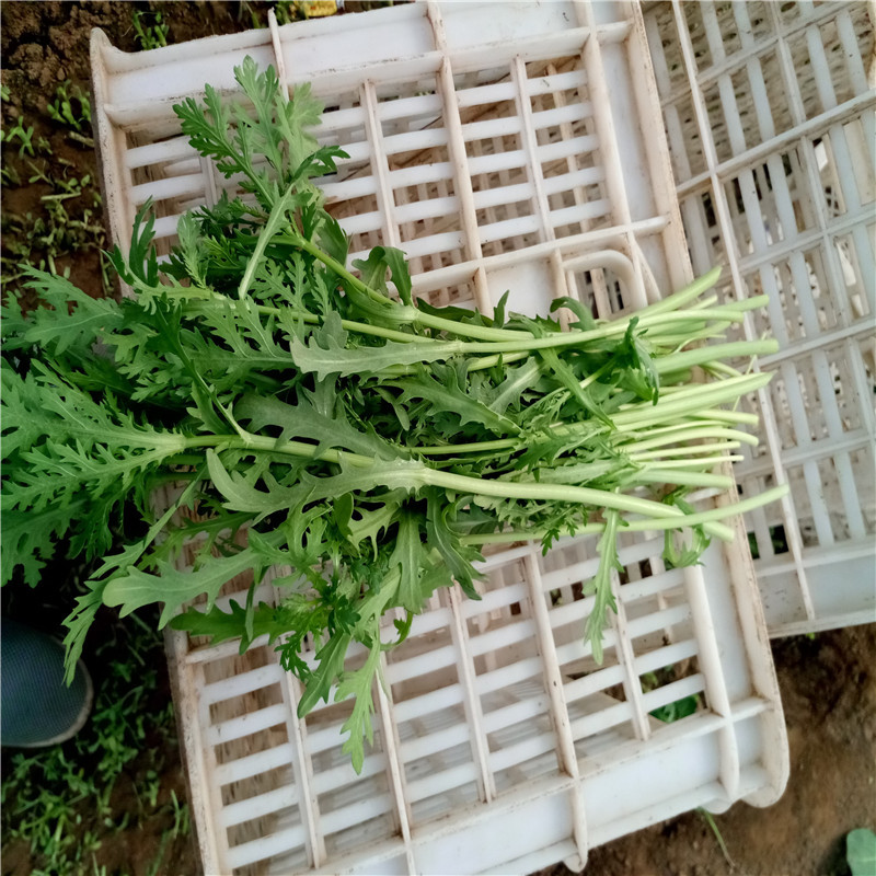 光杆茼蒿种子高产皇帝菜种孑高产秋冬小叶茼蒿菜种子大田种