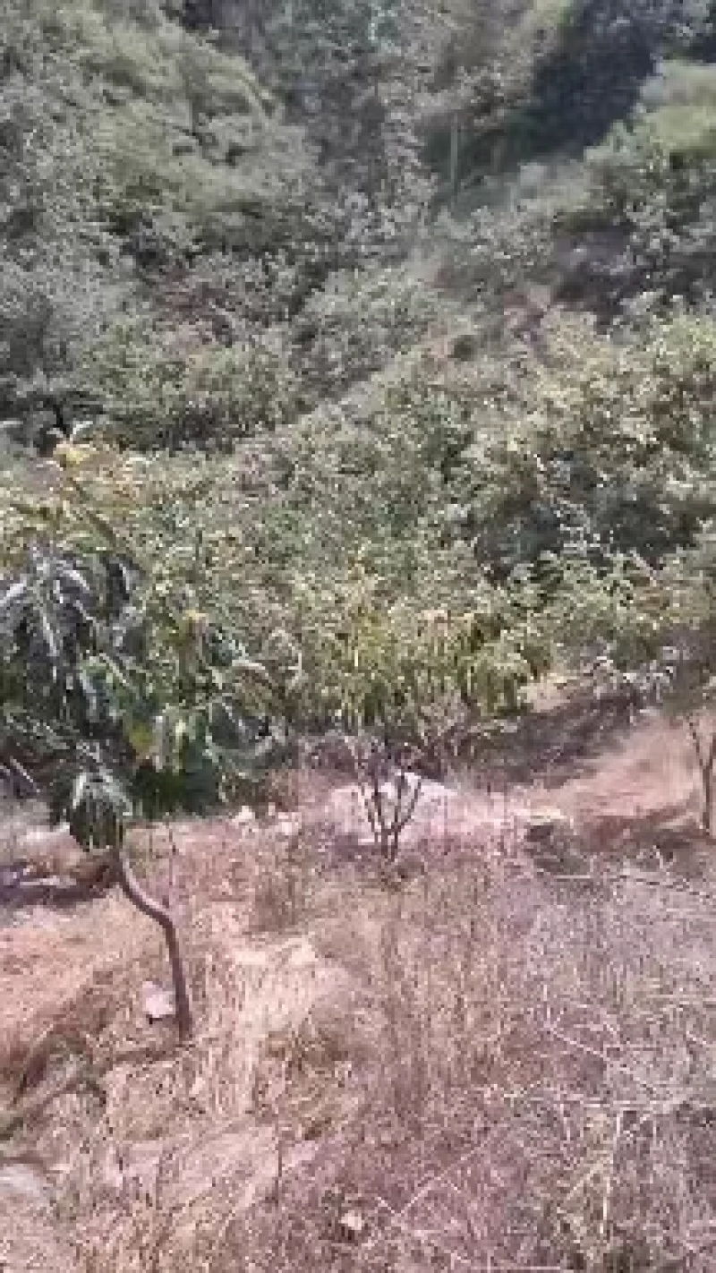 河北板栗油栗一手货源视频看货品质保证以质论价