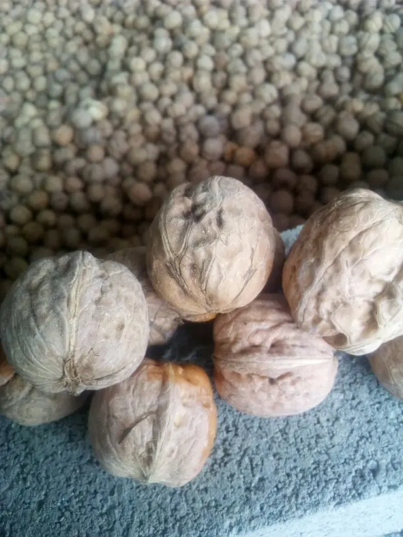 薄皮核桃一手货源视频看货品质保证以质论价