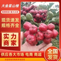 【山楂】蒙阴正宗大金星山楂坏果包赔买的放心无中间商