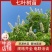 七叶树，梭罗树苗，绿化苗木，基地发货，规格齐全，价格合理
