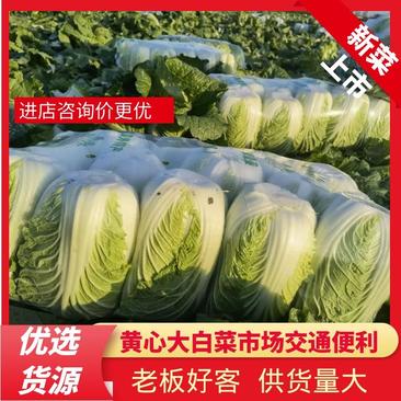 吉林白菜精品矮颗，黄心白菜，大量出售中对接市场