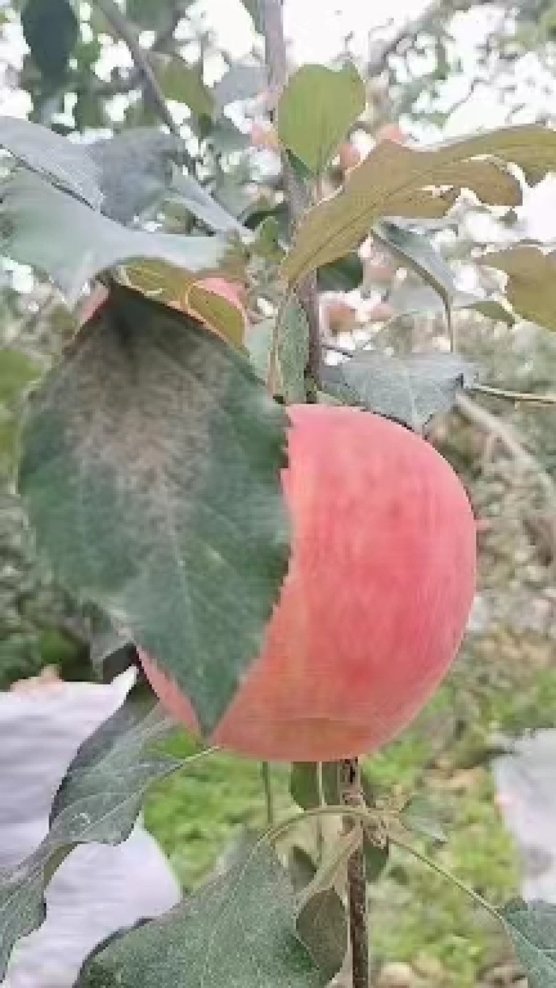 红富士苹果一手货源，量大从优，可视频看货，欢迎电话联系