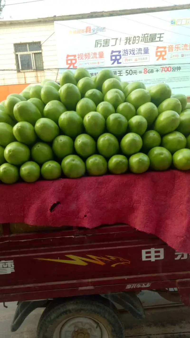 【实力】河南中牟青茄子产地发货大量上市质量保证欢迎联系