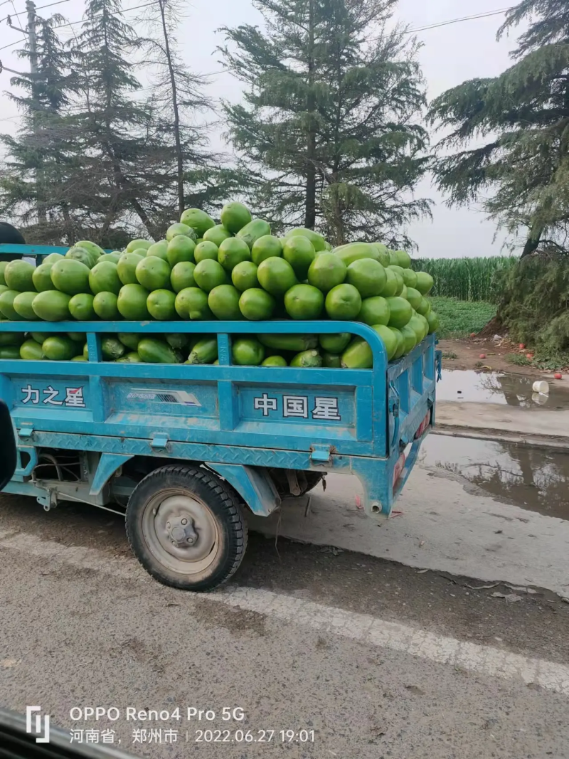 【实力】河南中牟青茄子产地发货大量上市质量保证欢迎联系