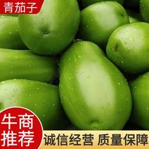 【实力】河南中牟青茄子产地发货大量上市质量保证欢迎